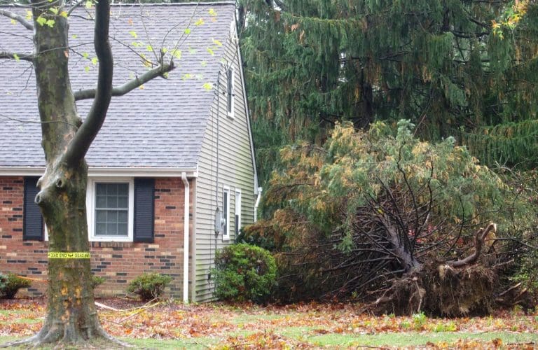 Tree Damage and Your Roof: The Hidden Risk in Summer